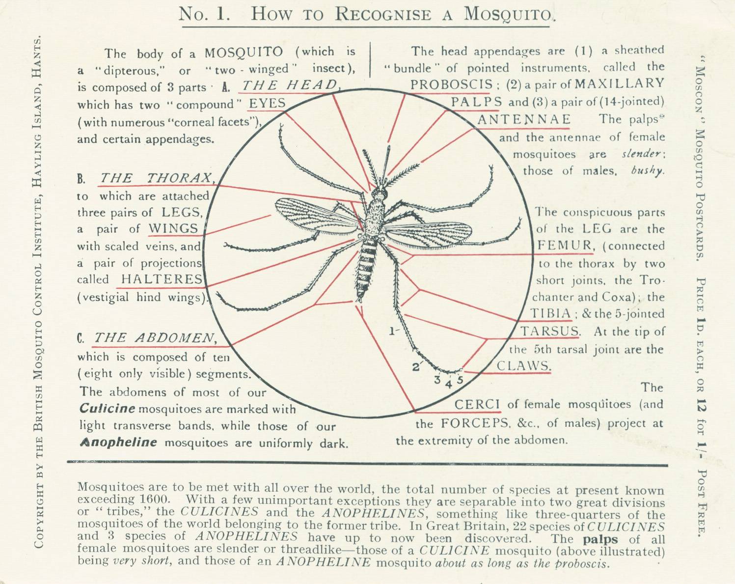 Mosquito Squad Blog | A blog about proven mosquito and tick control solutions ...1497 x 1189